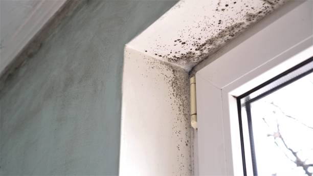 Best Fast Mold Removal  in Cherry Creek, CO